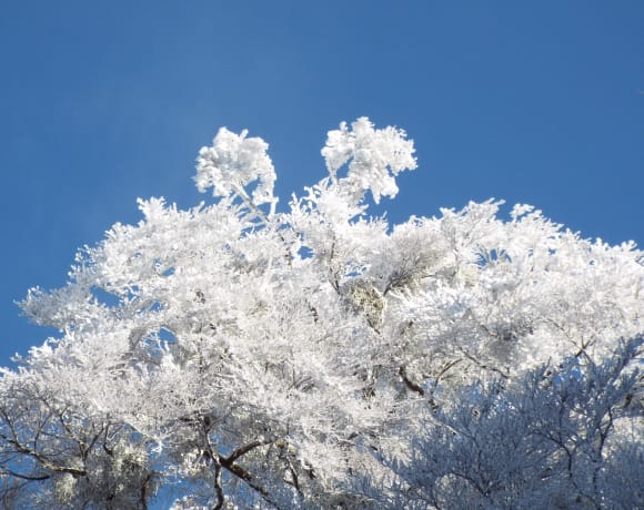 金剛山の樹氷